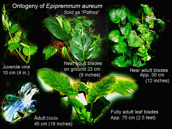 Epipremnum pinnatum cv. Aureum