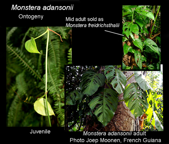 Monstera friedrichsthalii (adansonii)