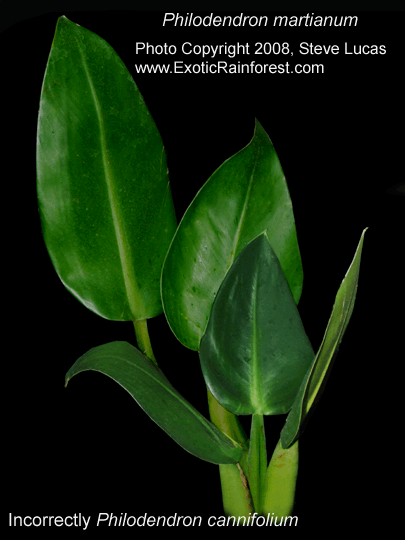 Philodendron Martianum Incorrectly Philodendron Cannifolium Mart Philodendron Martianum Engl Exotic Rainforest Rare Tropical Plants