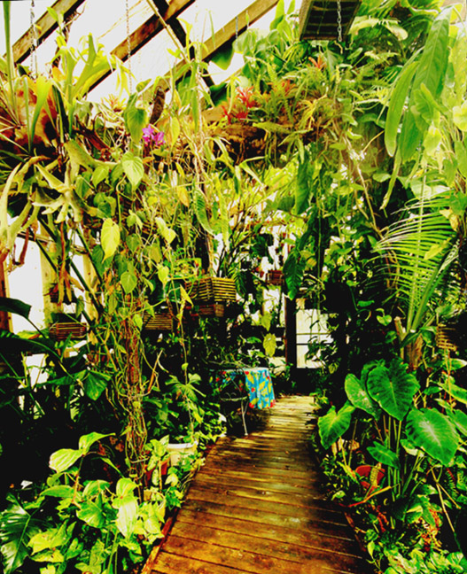 exotic home gardens