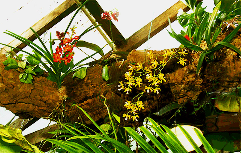 rainforest orchids